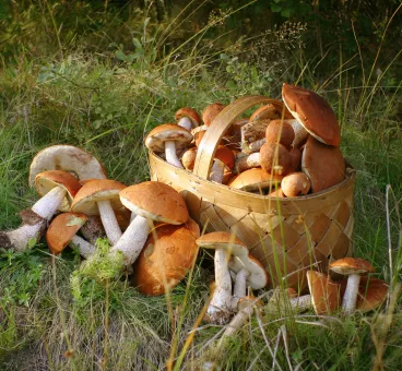 La cueillette des champignons, c’est de saison !