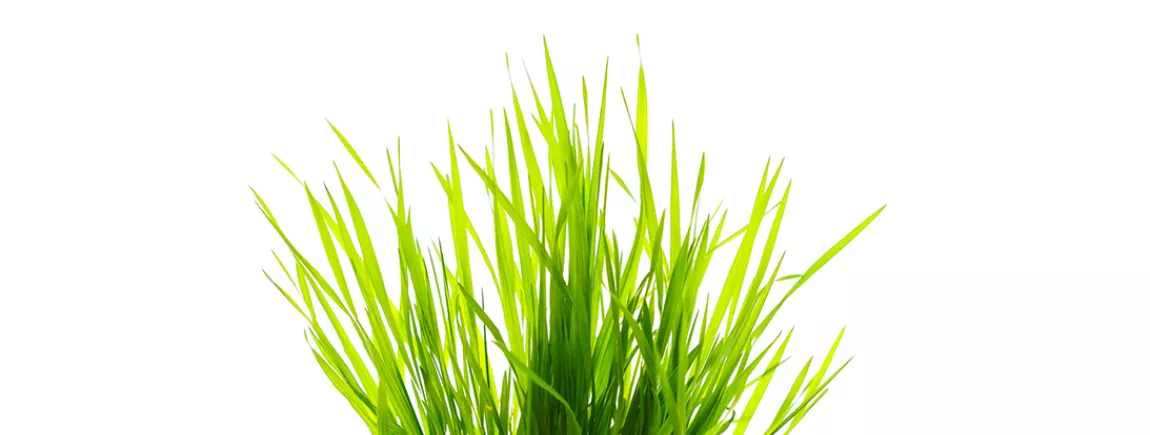 Tache d'herbe herbe