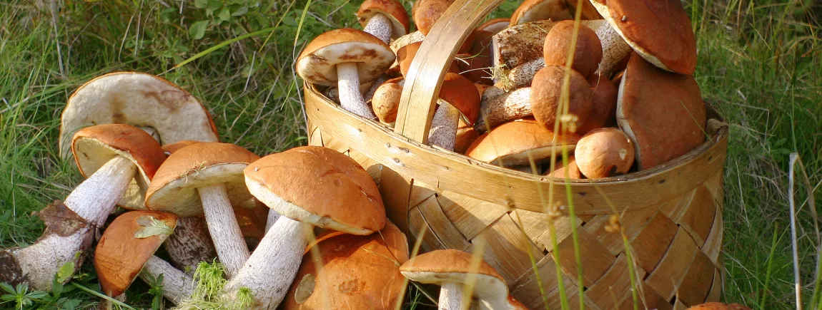 La cueillette des champignons, c’est de saison !