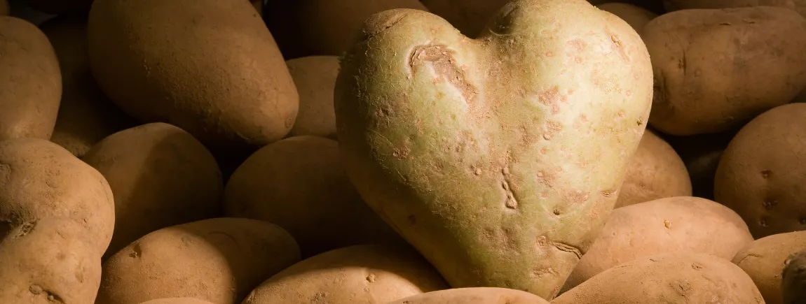 La pomme de terre, la reine de la variété !